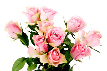 Pink roses