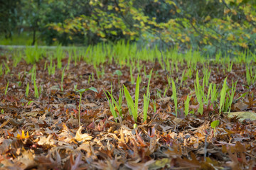 Grass growing from dry leafs