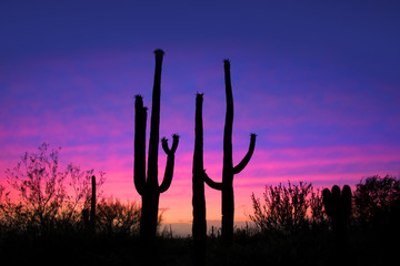 Tall saguaro cactus plants against evening sky - Powered by Adobe