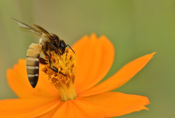 bee on marigold