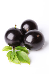Jabuticaba