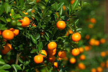 Tangerines growing on the bush in the fruit orchard - 46969850