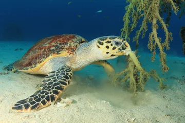 Papier Peint photo autocollant Tortue Hawksbill Sea Turtle eating soft coral
