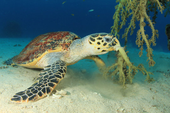 Hawksbill Sea Turtle eating soft coral