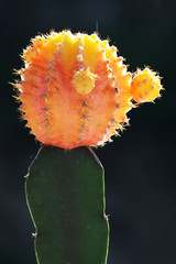 Obraz premium KAKTUS_074_Erdbeerkaktus_gymnocalycium_mihanovichii