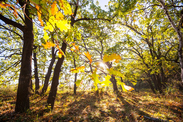 Autumn forest
