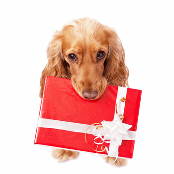 The dog with the beautiful present