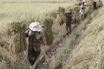 Farmers moving harvested rice out of field