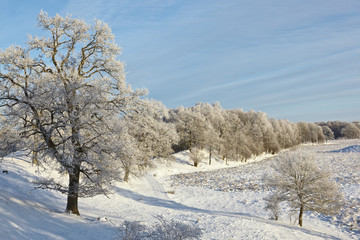 Oak trees on the hill