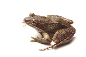 common frog (Rana temporaria) over white