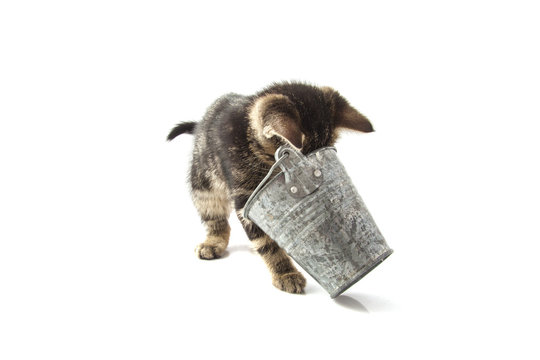 Curious young cat