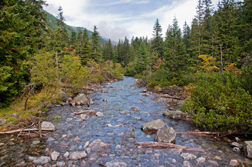 River in the forest