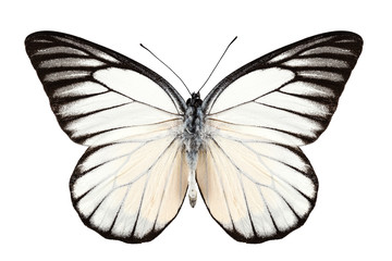Espèce de papillon Prioneris philonome