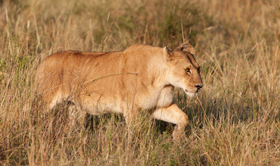 African Lioness in the Maasai Mara National Park, Kenya