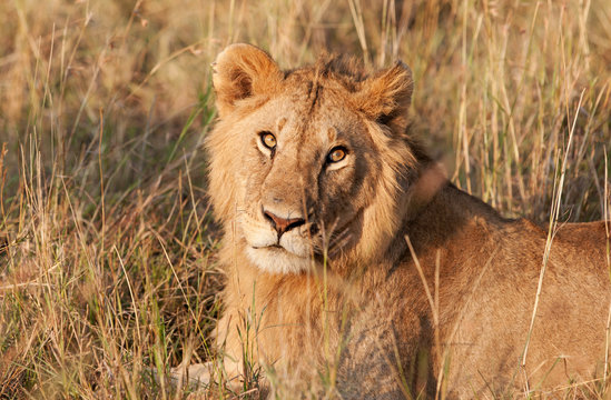 Male African Lion in the Maasai Mara National Park, Kenya