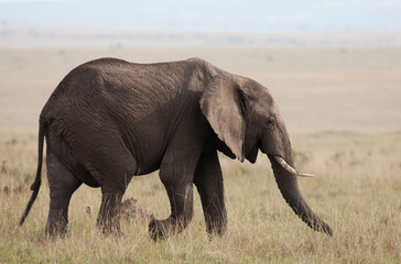 Fototapeta na wymiar Elephant żeruje na równiny Masai Mara