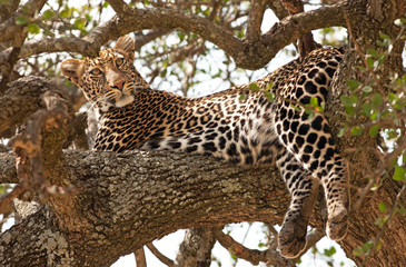 Wild leopard in Masai Mara, Kenya, Africa