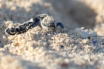 Green Sea Turtle Hatchling