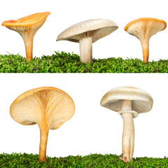 Collection of five mushrooms in the grass isolated on white