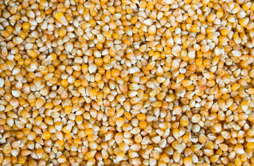 Background from grains of maize
