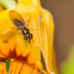 Nasturtium Sitting