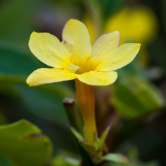 Yellow Bloom
