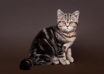 Fototapeta na wymiar mały czarny marmur Brytyjski kot na ciemnym brązowym tle