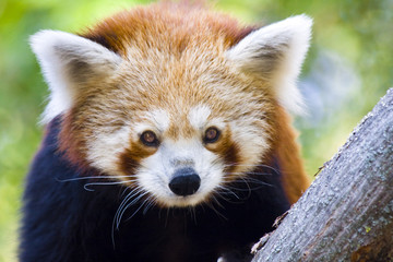 Red panda or Lesser panda (Ailurus fulgens)