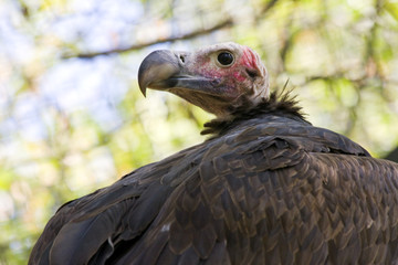 Lappet-faced vulture or Nubian vulture (Torgos tracheliotos)