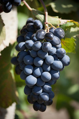 Large bunch of ripe grapes