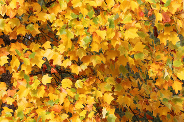 goldenes Herbstlaub...