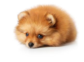 Sad spitz puppy