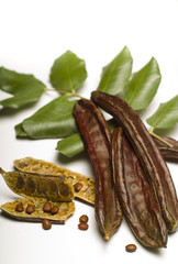 Carob (Ceratonia siliqua) isolated on white
