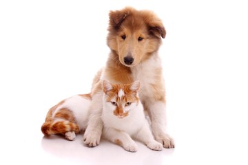 Katze und Hund sitzend