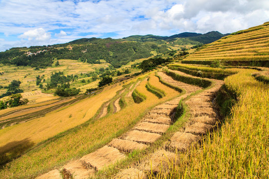 Landscape of green rice terraces