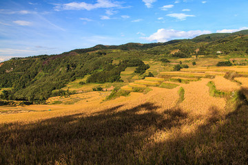 Fototapeta na wymiar Rice field landscape