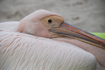 Pelikane Pelecanidae Pelecanus Vogel Pelikan Wasservogel