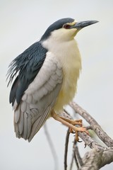 Obraz premium Nitticora