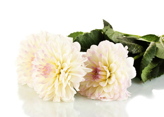 Beautiful white dahlias on white background close-up