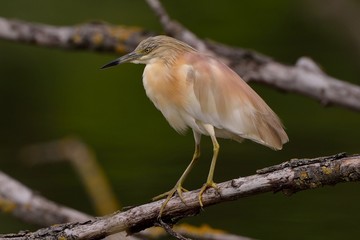 Sgarza ciuffetto