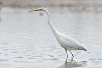 Airone bianco maggiore