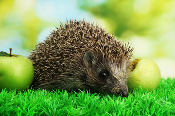Hedgehog with apples, on grass, on green background
