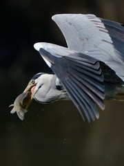 Obraz premium Airone in volo con preda