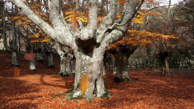 Oto&ntilde;o (K)
