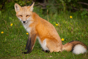 Red Fox - full figure