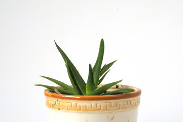 Aloe vera