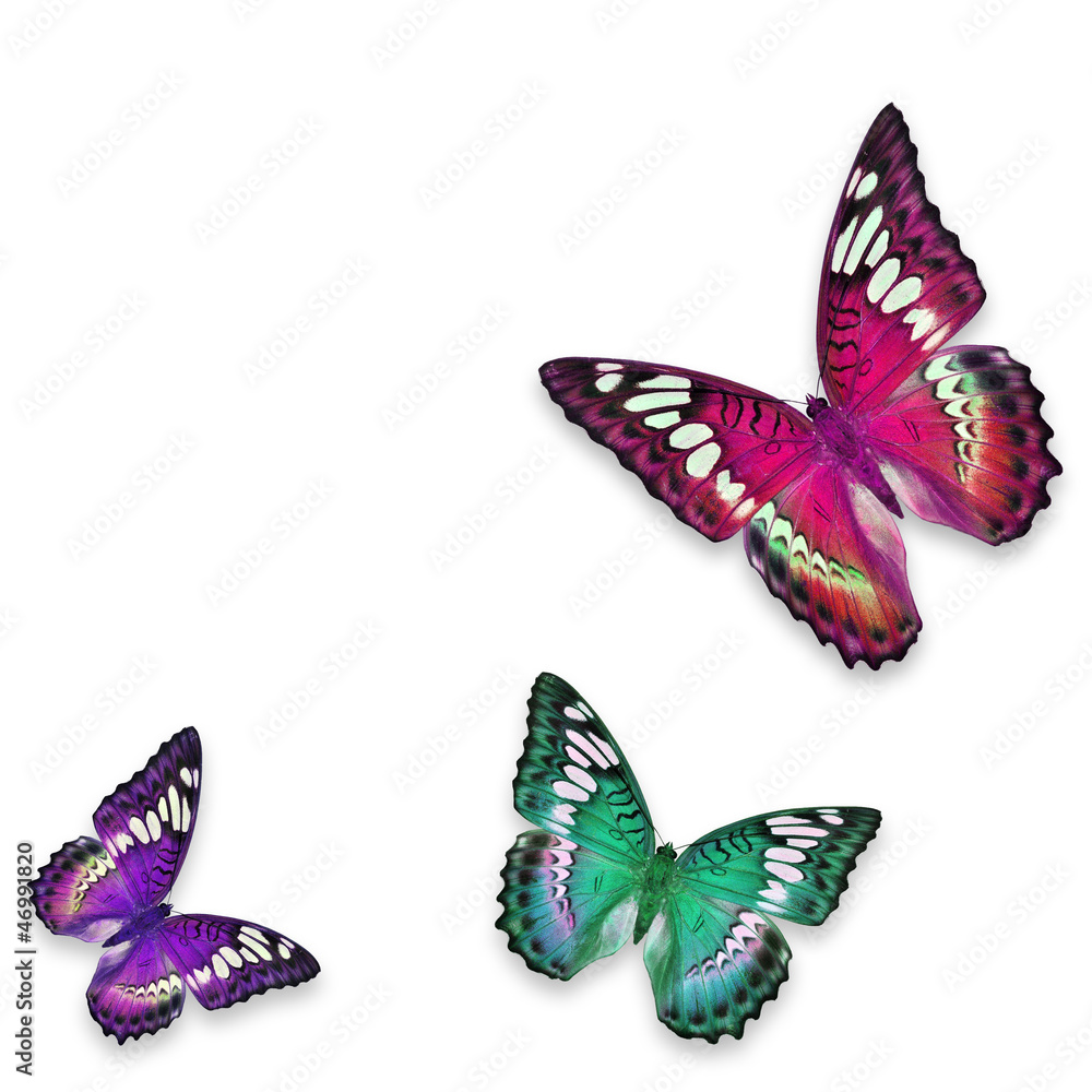 Wall mural colorful butterfly