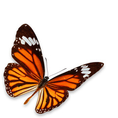Fototapeta na wymiar Yellow-orange butterfly