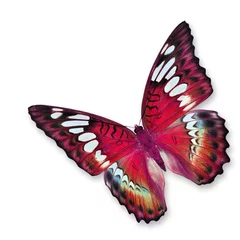 Crédence de cuisine en verre imprimé Papillon Red butterfly