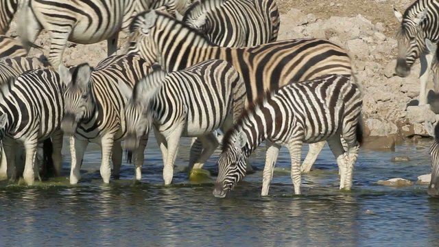 Plains Zebras drinking water, Etosha National Park